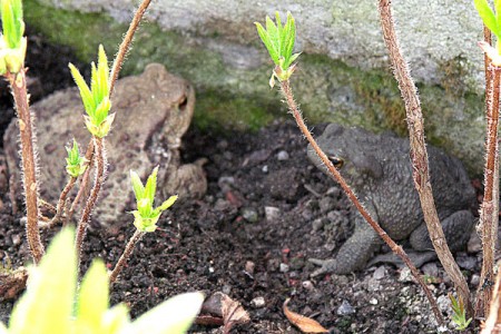 Ropucha obecná - vlevo samice, vpravo samec