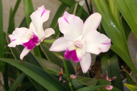 Cattleya 1