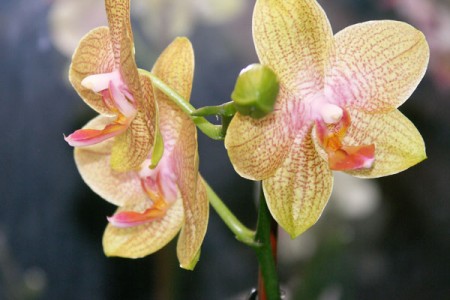 Phalenopsis 6
