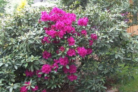 Rododendron Nowa Zembla