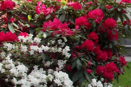 Rododendron Don Juan a azalka bílá