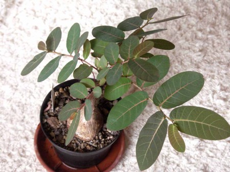 Phyllanthus mirabilis