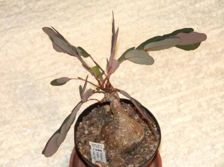 Phyllanthus mirabilis