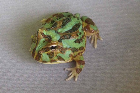 Ceratophrys cranwelli