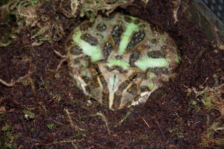 Ceratophrys cranwelli