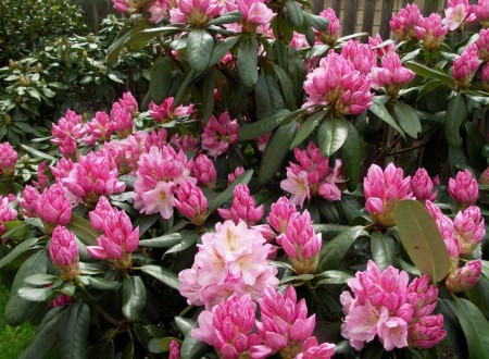 Rododendron Scintilation