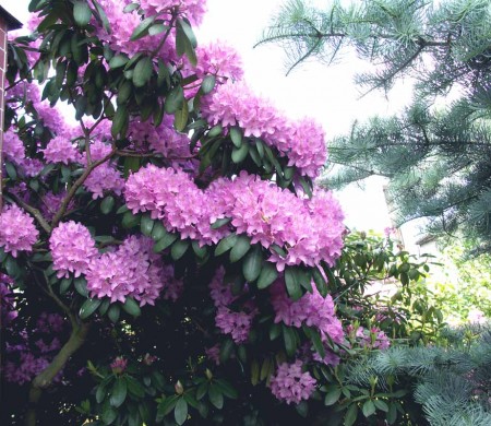 Rododendron " Catawbiense grandiflorum "