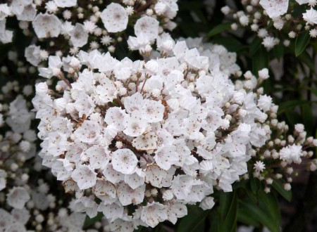 Kalmia latifolia " Elf " 