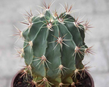 Ferocactus
