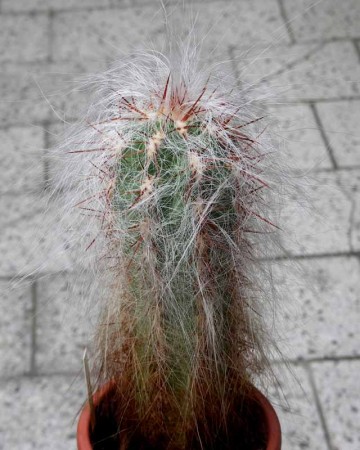 Oreocereus celsianus