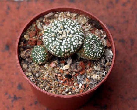 Astrophytum asterias