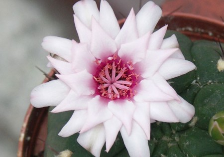 Gymnocalycium