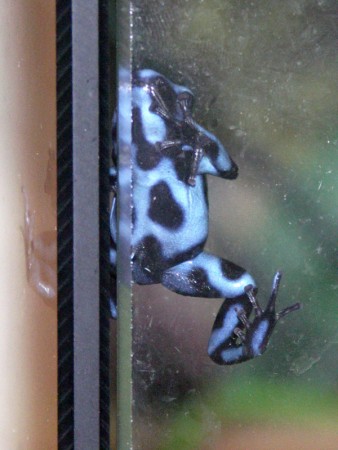 Dendrobates auratus