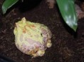 Ceratophrys cranwelli - albinotická forma
